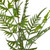 Fern Spray