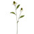 Rudbeckia Spray Cream