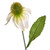 Rudbeckia Spray Cream