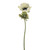 ANEMONE SINGLE STEM CREAM 35CM