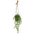 Hanging String Of Pearl Plant 40Cm