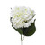 Hydrangea Extra Lge Cream
