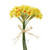 Daffodil Bush Tete A Tete 34Cm
