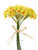 Daffodil Bush Tete A Tete 34Cm