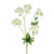 Meadow Astrantia Cream 66Cm