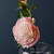 Peony Pretty Soft Pink 60Cm