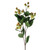 Hypericum Green