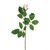 Premium Rose Bud Cream
