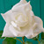 Premium Rose Large White