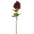 Clumber Red Rose