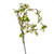 Catkin & Leaf Branch
