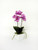 Potted Orchid Mini P.Pink 33Cm