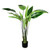 Potted Strelitzia Plant 122Cm