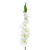 Gladiola Ivory Cream