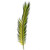 Leaf Cycas Palm