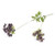 Anethum Spray Purple 92Cm