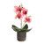 Potted Mini Orchid Light Pink