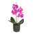 Potted Mini Orchid Fuchsia