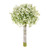 Prestige Gypsophila Bundle 26Cm