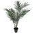 Potted Areca Palm 102Cm