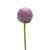 Hedgerow Allium Pink 55Cm