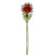 Globe Thistle Stem Flame 66Cm