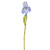 Iris Spray Blue 79Cm