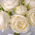Rose Bundle Cream 15 Stems 37Cm