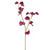 Sweetpea Spray Plum
