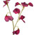 Sweetpea Spray Plum