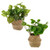 Potted Greenery In Basket 2Ast