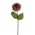 Amelia Zinnia Stem Russet 46Cm