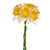 Daffodil Bundle Cream Orange