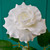 Premium Rose Medium White