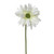 King Gerbera Cream