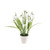 Potted Snowdrop 22Cm