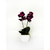Potted Orchid Mini Fuchia 33Cm