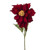 Poinsettia Premium Rich Red