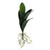 Orchid Leaves With Root 48Cm