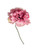 Carnation Pick Pink 15Cm