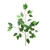 Essential Ficus x12 - Green