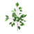 Essential Ficus x12 - Green