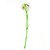 Sweet William White 43Cm