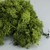 500g Olive Green Reindeer Moss