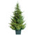 7FT Prelit Potted Tree 900 Micro Warm White LED lights