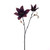 Clematis 2 Flower Spray Purple 45Cm Hqn