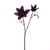 Clematis 2 Flower Spray Purple 45Cm Hqn