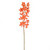 Fiesta Orchid Orange 72Cm