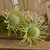 Thistle Bomb X3