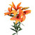 King Lily Orange